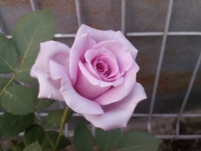 IMG_20130522_203859 - trandafiri