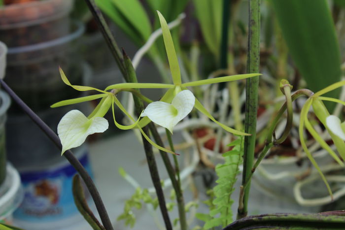 Brassavola cordata - Orhidee