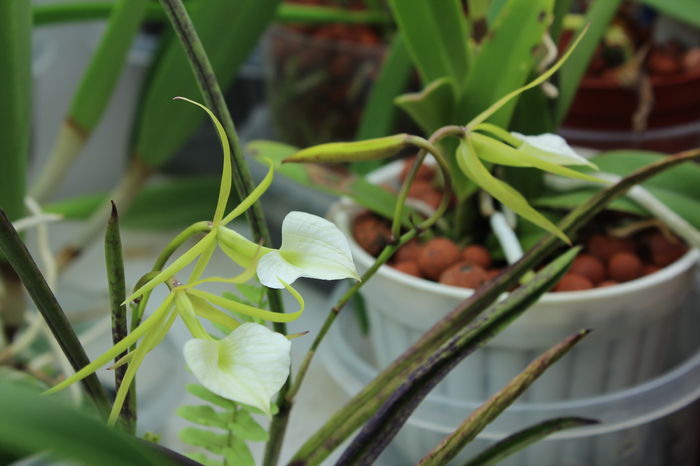 Brassavola cordata (2) - Orhidee