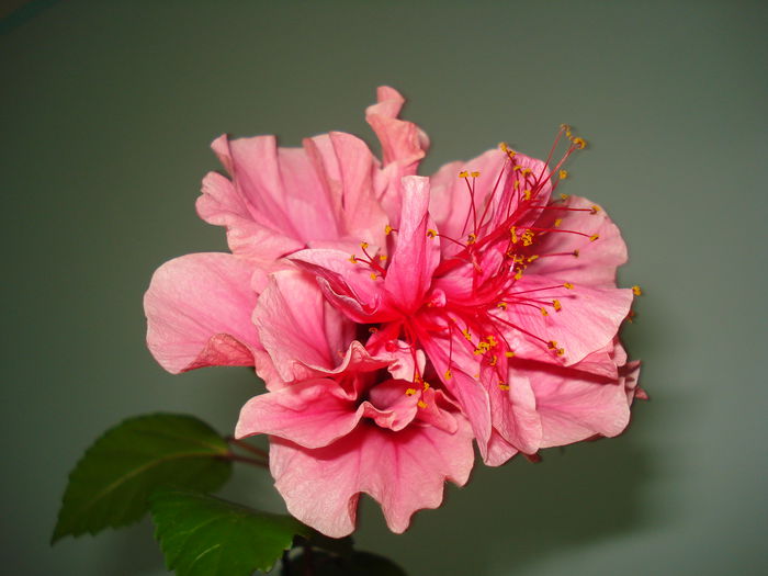 DSC00002 - HIBISCUS 2014