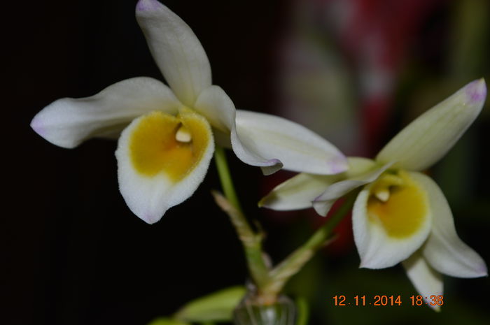 DSC_1170 - Dendrobium pendulum