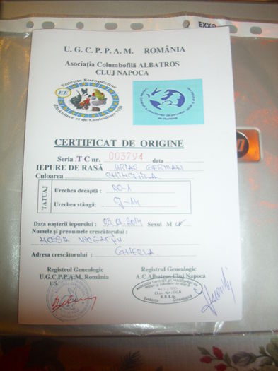 certificat fata - mascul 1 UGC