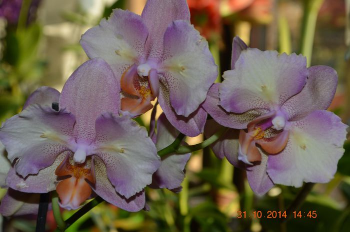 DSC_1135 - Phalaenopsis1