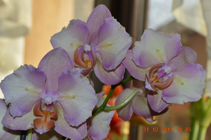DSC_1136 - Phalaenopsis1