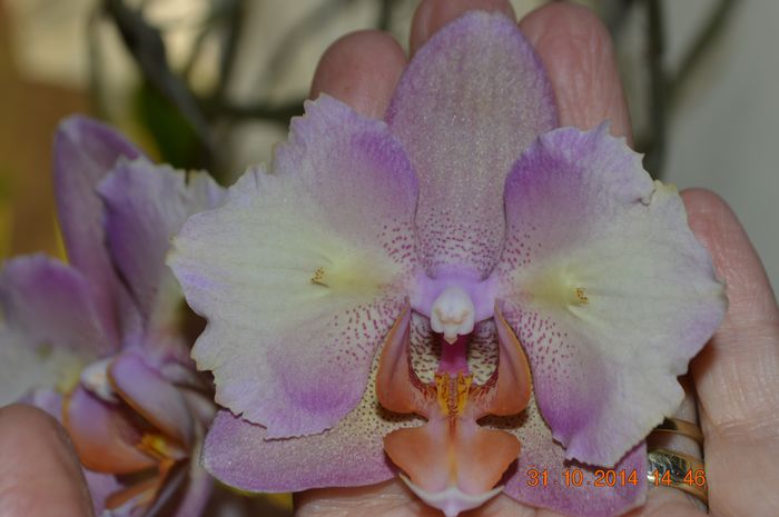 DSC_1137 - Phalaenopsis1