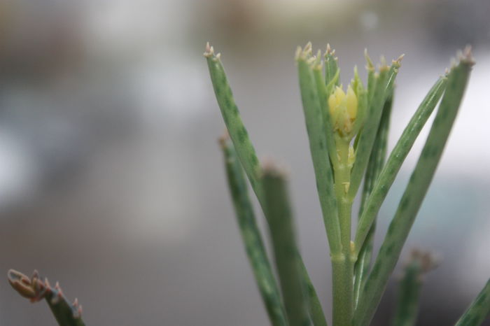 IMG_3899 - 2014 Iz de toamna