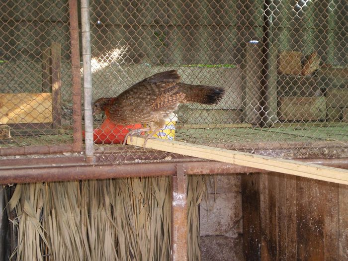 P3270011 - temminck tragopan