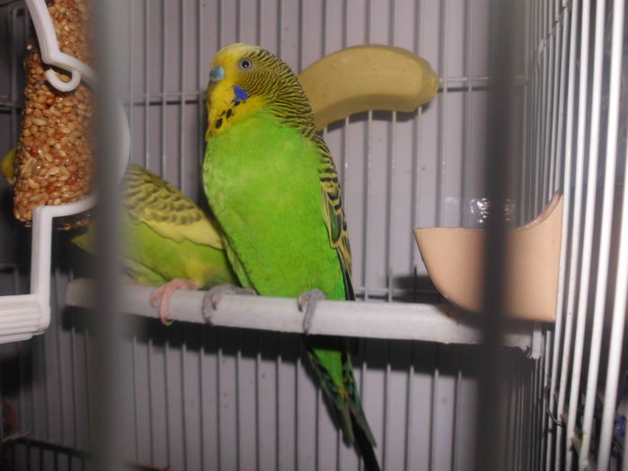 DSCI1258 - PERUSII mei