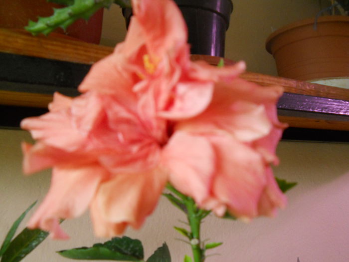 DSCN7210