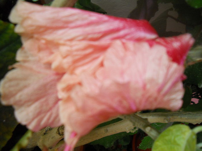 DSCN7213