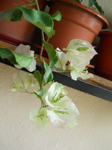 DSCN7216