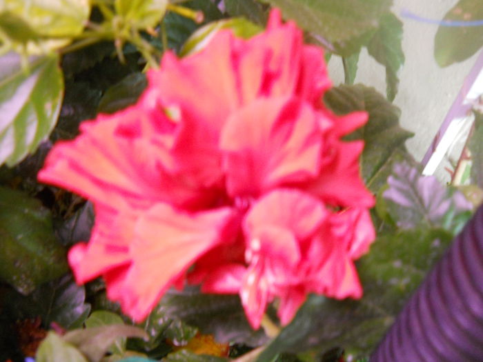DSCN7218