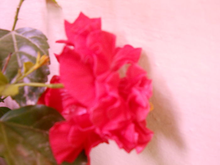 DSCN7219