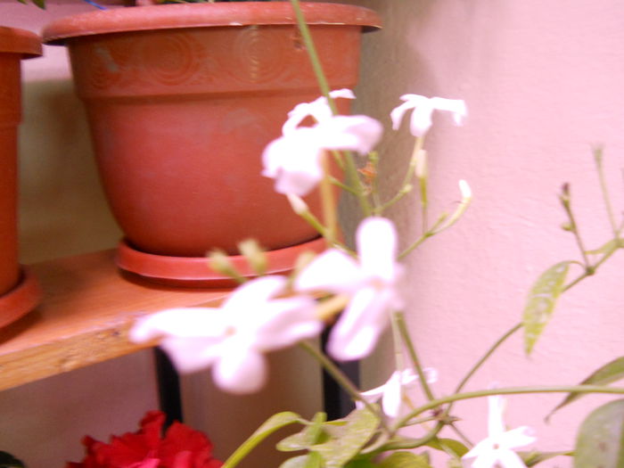 DSCN7220