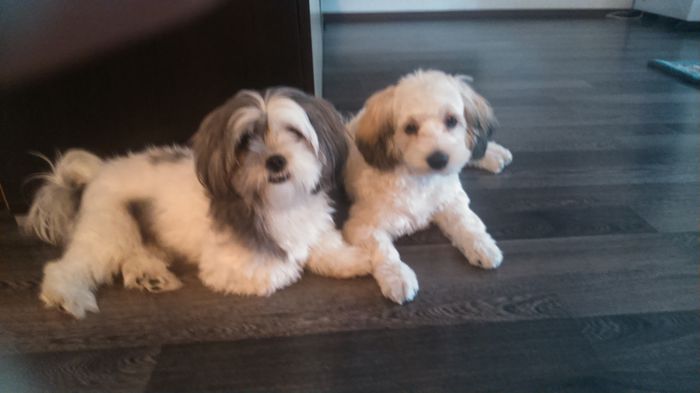 DSC_0691 - Fritz  Bella  Mimi