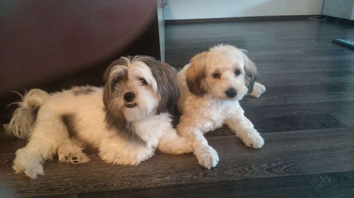 DSC_0692 - Fritz  Bella  Mimi