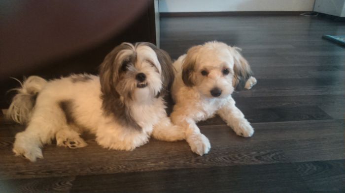 DSC_0694 - Fritz  Bella  Mimi