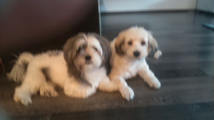 DSC_0695 - Fritz  Bella  Mimi