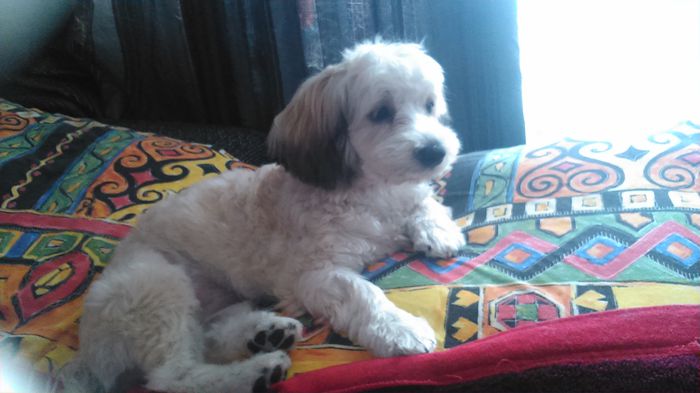 DSC_0697 - Fritz  Bella  Mimi