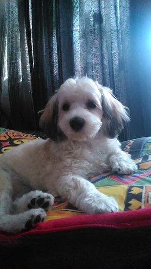 DSC_0698 - Fritz  Bella  Mimi