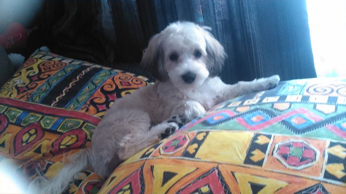 DSC_0704 - Fritz  Bella  Mimi