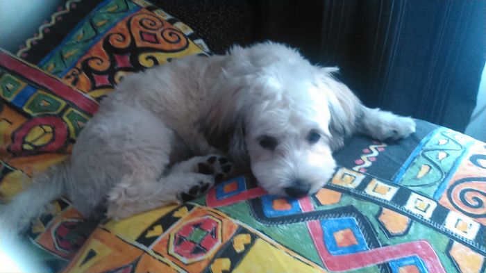 DSC_0705 - Fritz  Bella  Mimi