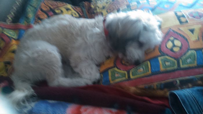 DSC_0706 - Fritz  Bella  Mimi