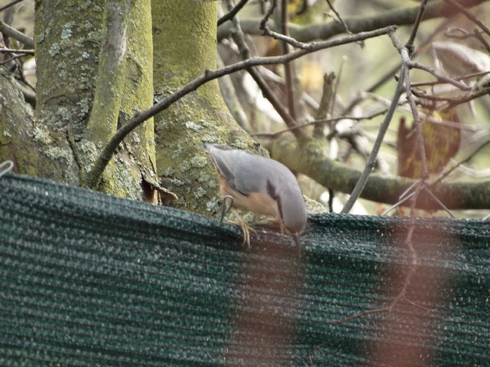 si iar ticleanul topaitor - n-vizitatorii gradinii-2014