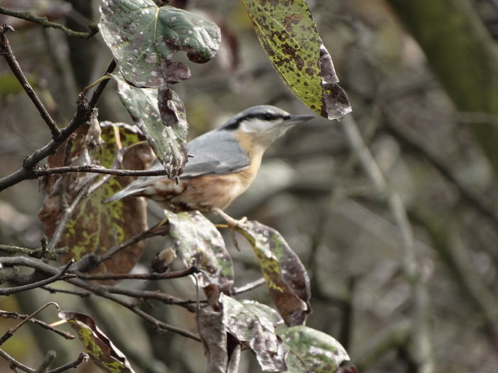 are o forma aerodinamica