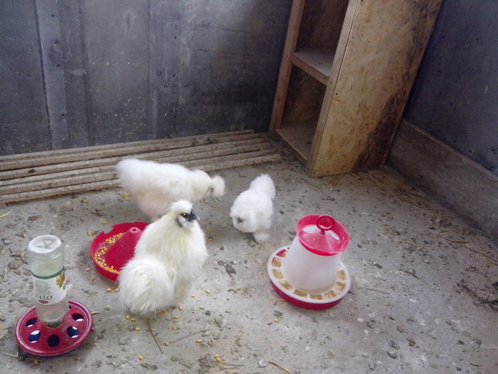 Picture 697 - Diverse2014 Gaini