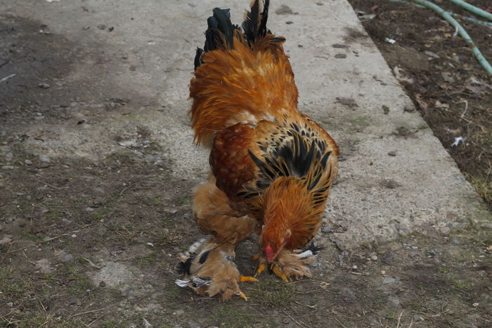 _MG_6303; cocos 2 2014
