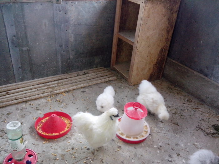 Picture 699 - Diverse2014 Gaini