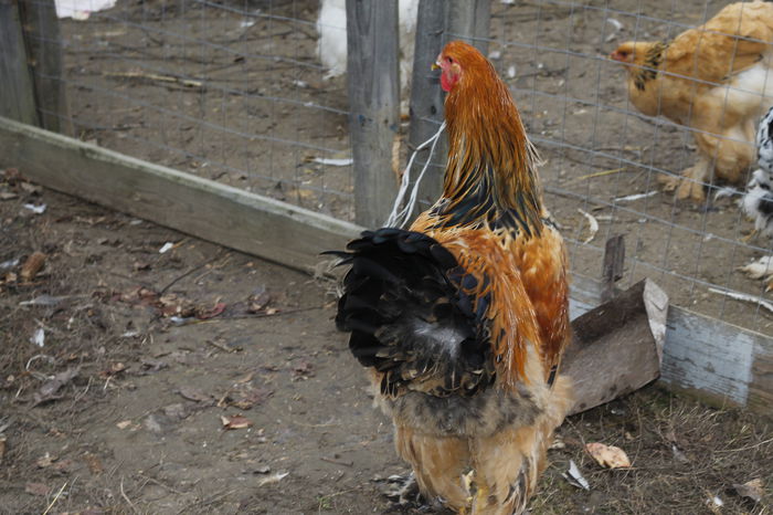 _MG_6308; cocos 4 2014
