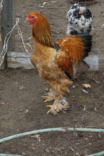 _MG_6309; cocos 4 2014
