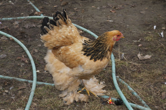 _MG_6310; puici 2014
