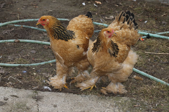 _MG_6312; puici 2014
