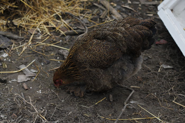 _MG_6337; puica 2014
