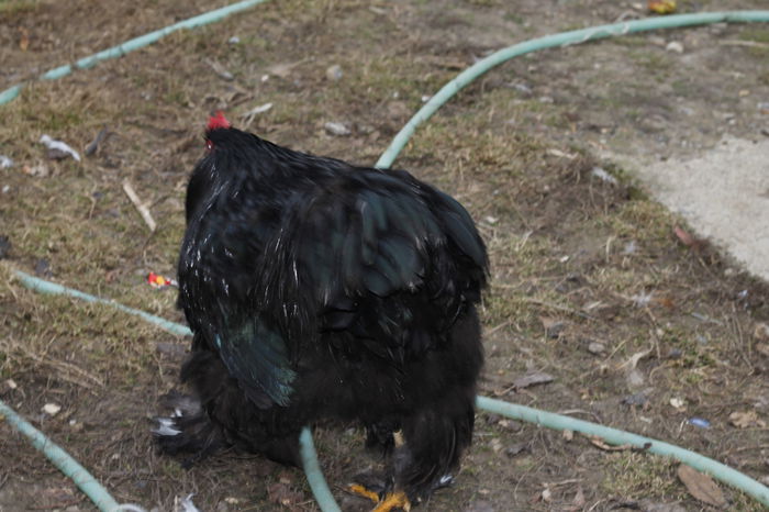 _MG_6378 - Cochinchina negru 2015