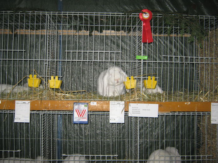 eferding_haslach 045 - E-54-nov --2011-2012-2013-2014
