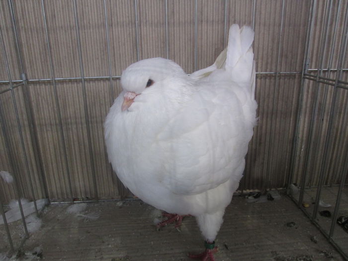 IMG_2358 - EXPO LIPOVA 2014