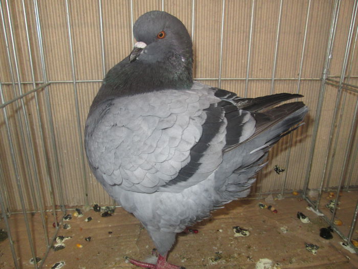 IMG_2359 - EXPO LIPOVA 2014