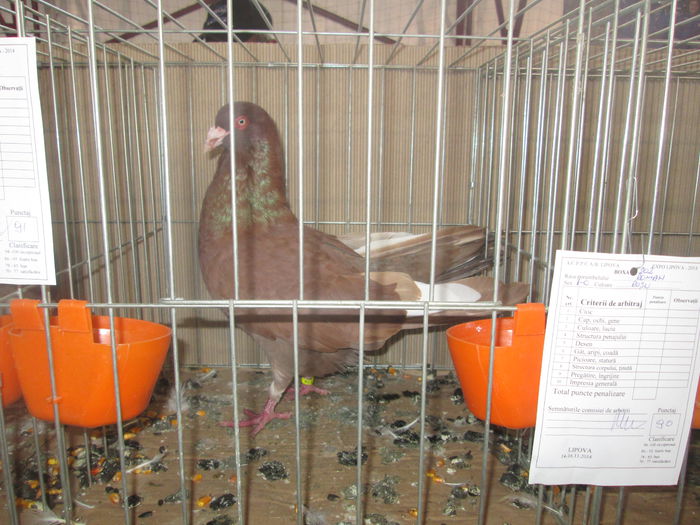 IMG_2379 - EXPO LIPOVA 2014