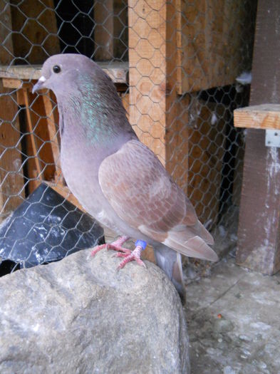 Aceeasi 17.11.2014 foarte cantareata