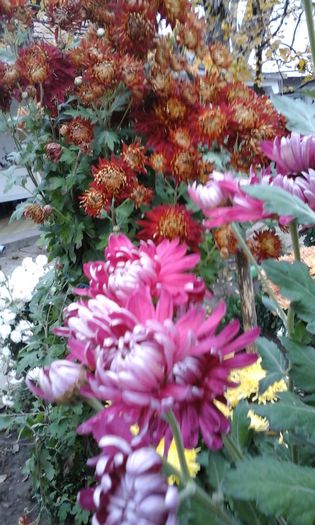 20141115_102608 - crizanteme