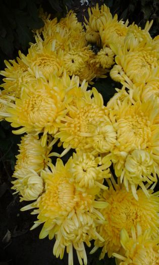 20141115_102639 - crizanteme