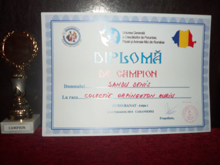 Expo Euro Banat Caransebes 2014 - DIPLOME SI CUPE