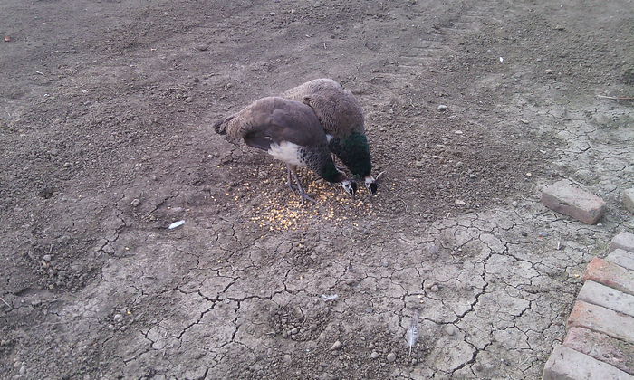 Vînduti - VAND SAU SCHIMB