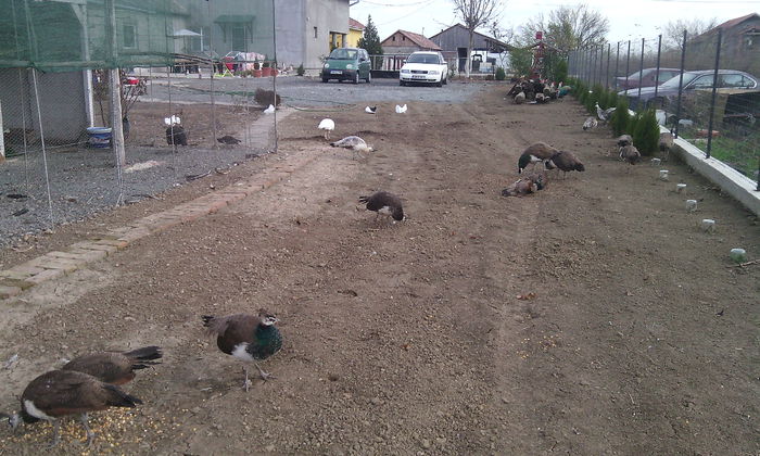 Vînduti - VAND SAU SCHIMB