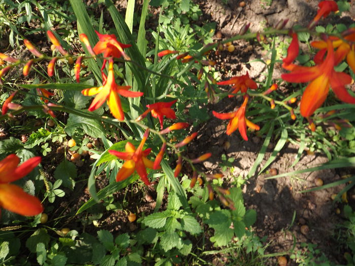 Crocosmia - Flori amestec