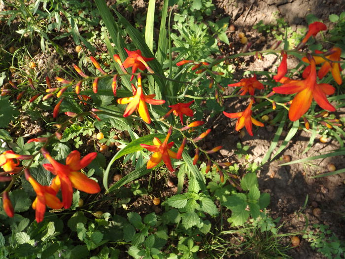 DSCF3342 - Flori amestec